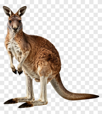 Kangaroo Standing PNG