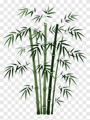 Bamboo PNG