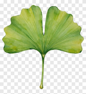 Ginkgo Leaf Watercolor Illustration PNG