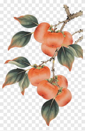 Persimmon Branch With Leaves PNG