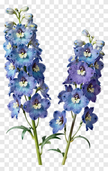 Blue And Purple Delphinium Flowers PNG