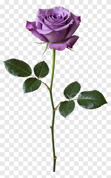 Purple Rose With Green Leaves PNG