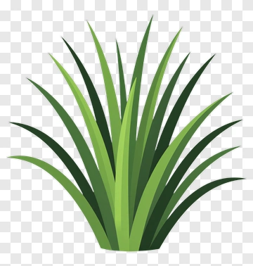 Grass PNG