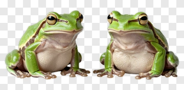 Two Frogs Facing Each Other PNG