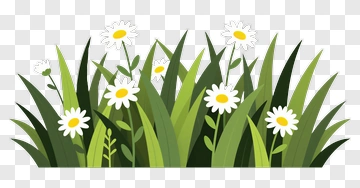 Daisies And Grass PNG