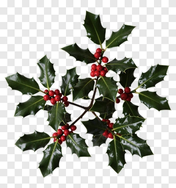 Holly With Red Berries PNG