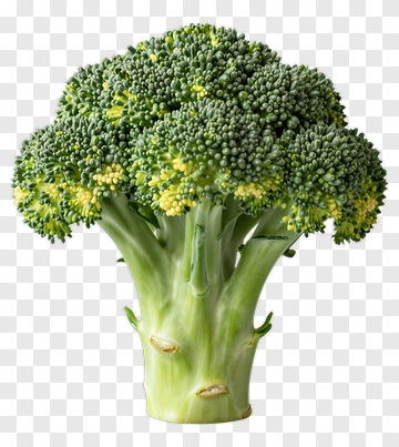 Fresh Broccoli With Green Florets And Yellow Buds PNG