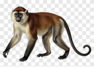 Monkey PNG