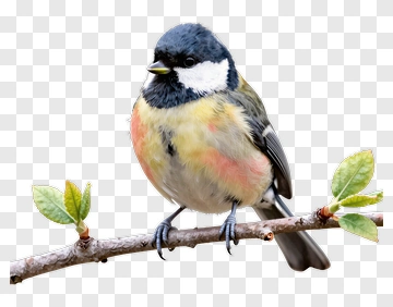 Small Bird Perched On Branch PNG