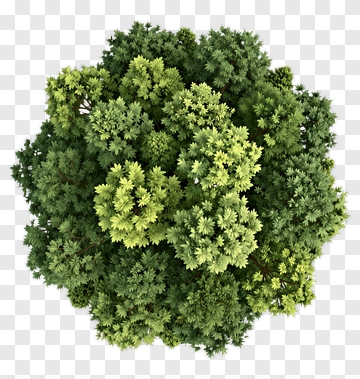 Top View Of A Dense Green Tree PNG