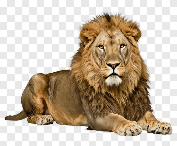 Lion With Golden Mane PNG