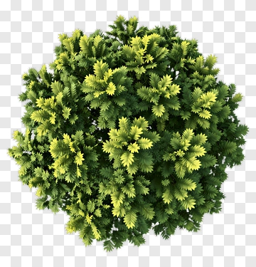 Top View Of A Round Bush With Green And Yellow Leaves PNG