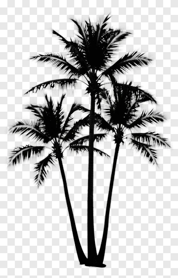 Palm Tree Silhouette PNG