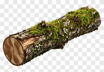 Moss Covered Log With Lichen PNG
