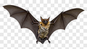 Flying Bat With Spread Wings PNG