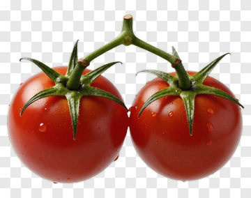 Two Tomatoes On Vine PNG