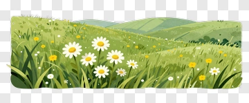 Daisies In A Green Meadow PNG