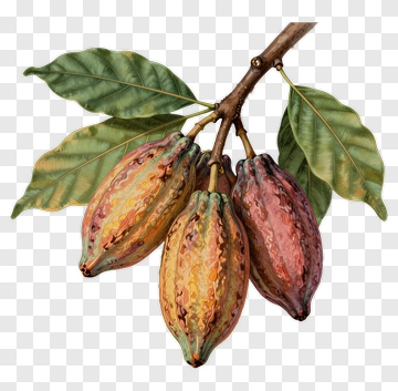 Cocoa Pods On Branch With Leaves PNG