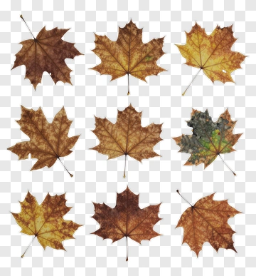 Autumn Maple Leaves Collection PNG