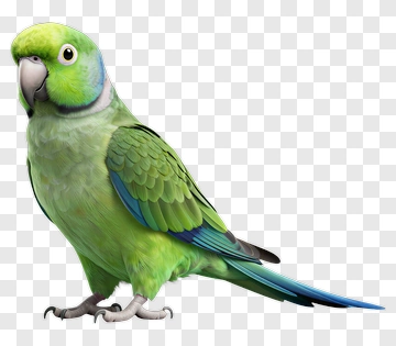 Green Parrot With Blue Wingtips PNG