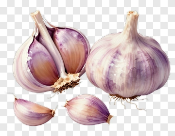 Fresh Garlic Bulbs And Cloves PNG
