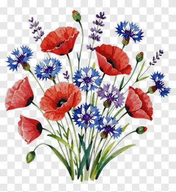 Red Poppy And Blue Cornflower Bouquet PNG
