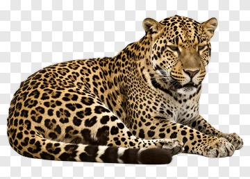 Leopard Resting PNG