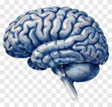 Blue Watercolor Brain Illustration PNG