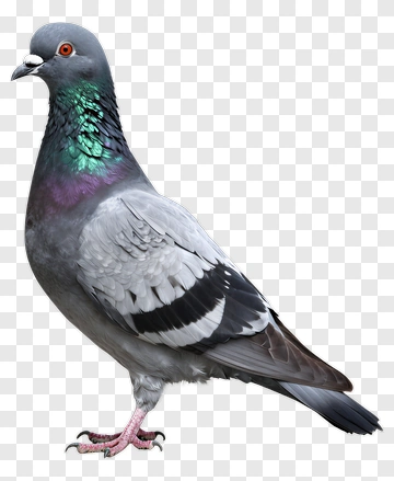 Pigeon Standing On Ground PNG