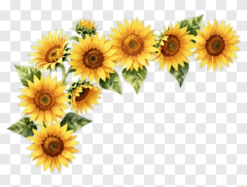 Watercolor Sunflower Bouquet PNG