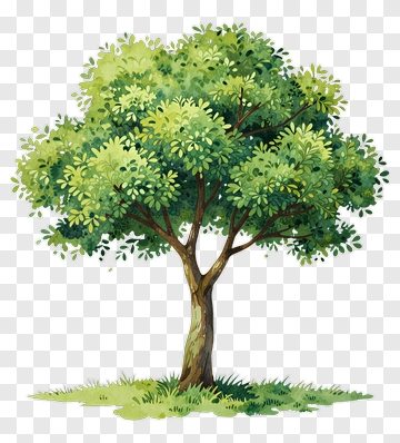 Watercolor Tree With Full Canopy PNG