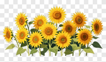 Sunflowers In A Row PNG