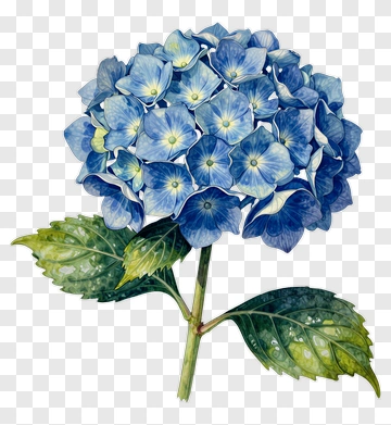 Blue Hydrangea Flower Watercolor PNG