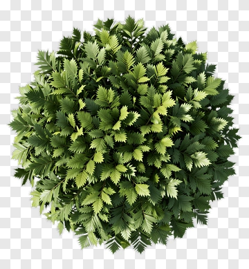Topiary Ball PNG