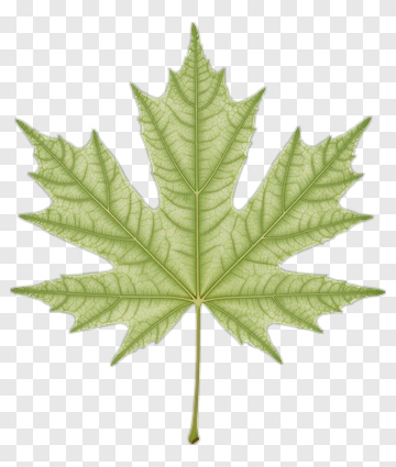 Green Leaf PNG