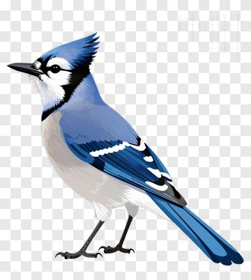 Blue Jay Bird Illustration PNG