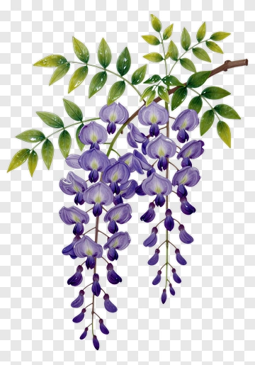Wisteria Flower Branch PNG