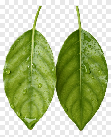 Two Green Leaves With Water Droplets PNG