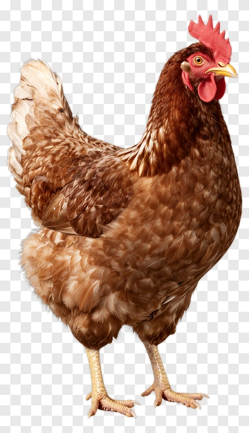 Rooster With Brown Feathers And Red Comb PNG