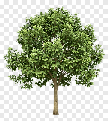 Lush Green Tree With Full Canopy PNG