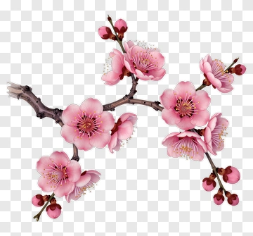 Cherry Blossom Branch PNG