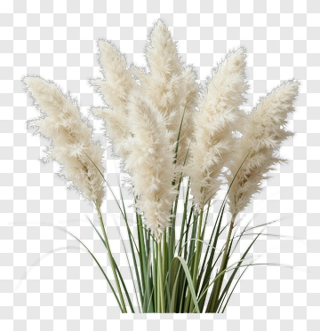 Pampas Grass PNG