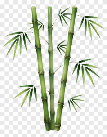 Bamboo Stalk With Leaves PNG