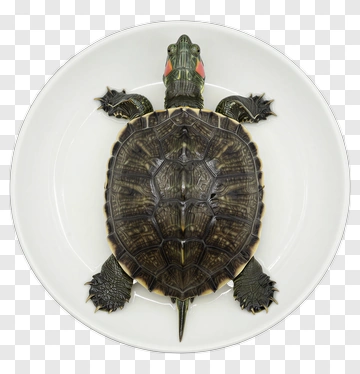 Red-eared Slider Turtle PNG