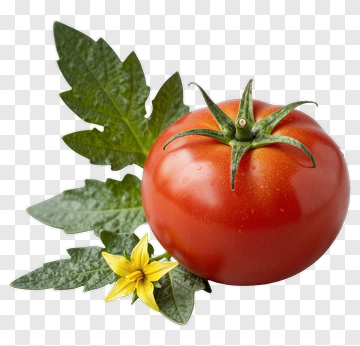 Ripe Tomato With Leaf And Flower PNG