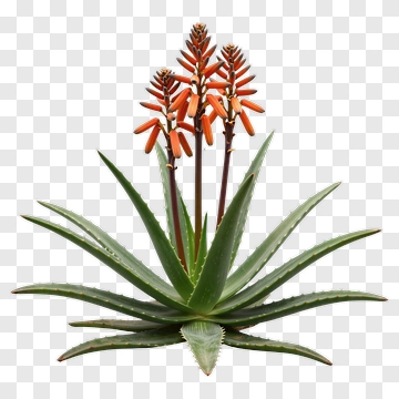 Blooming Aloe Vera Plant PNG