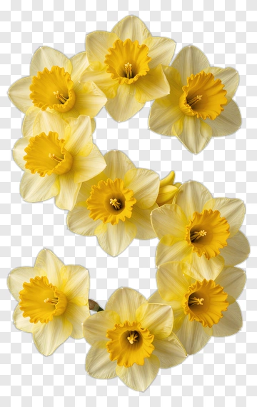 Yellow Daffodil Bouquet PNG