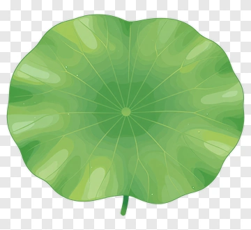 Lotus Leaf PNG