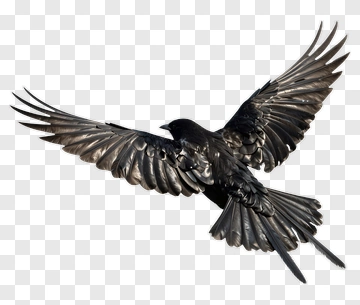Black Crow In Flight PNG