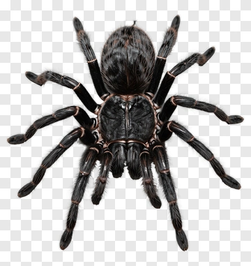 Black Spider With Brown Markings PNG